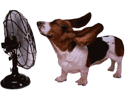 beagle with floppy ears from fan